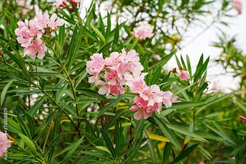 Oleander Flowers on tropical garden.