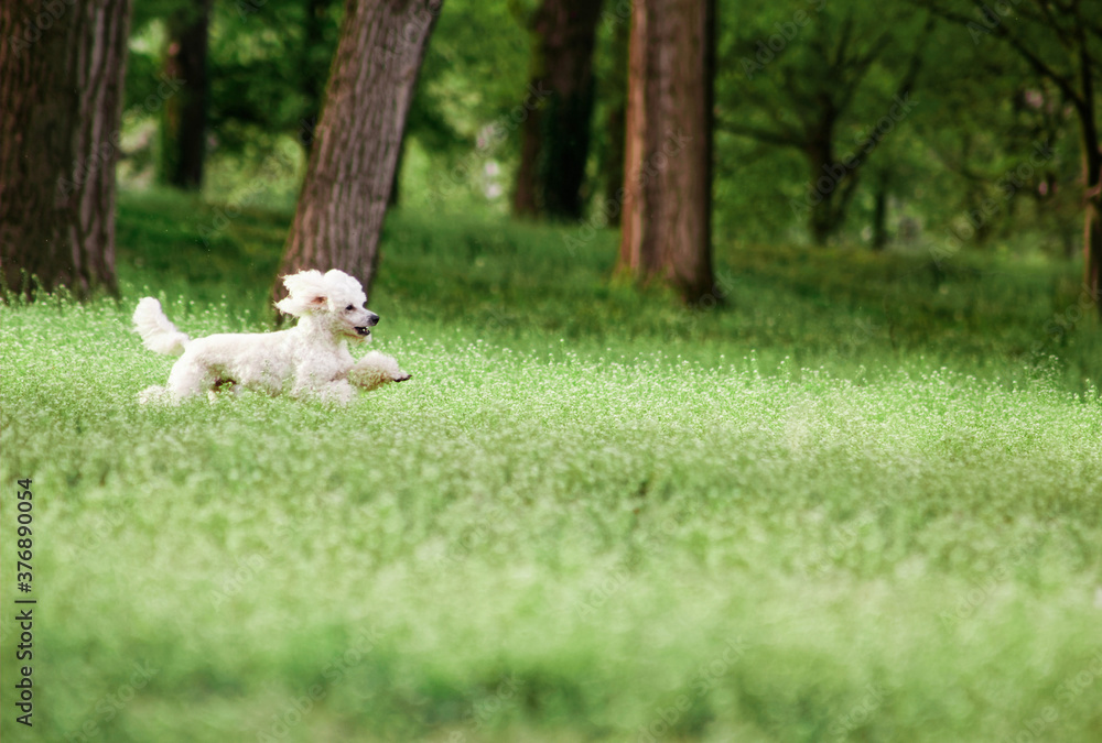 Happy dog running in park Happy dog running in park