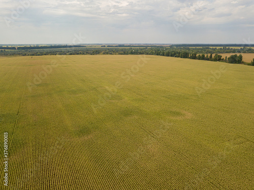 Aerial drone view. Ukrainian ripe cornfield on a sunny day.