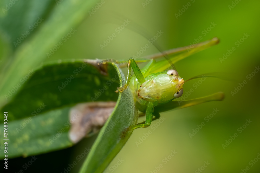 A fun front view of a slender meadow katydid (Conocephalus fasciatus), with the appearance of googly eyes. Good for a silly meme. A fun front view of a slender meadow katydid (Conocephalus fasciatus), with the appearance of googly eyes. Good for a silly meme.