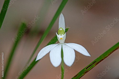 Small Australian native white orchid - caladenia catenata photo