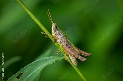 Profile of a male Short-winged Green Grasshopper (Dichromorpha viridis) clings to a stem. Raleigh, North Carolina.