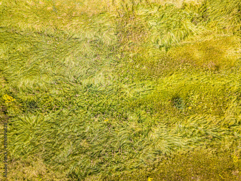 Aerial drone top view. Tall grass in a green meadow. Aerial drone top view. Tall grass in a green meadow.