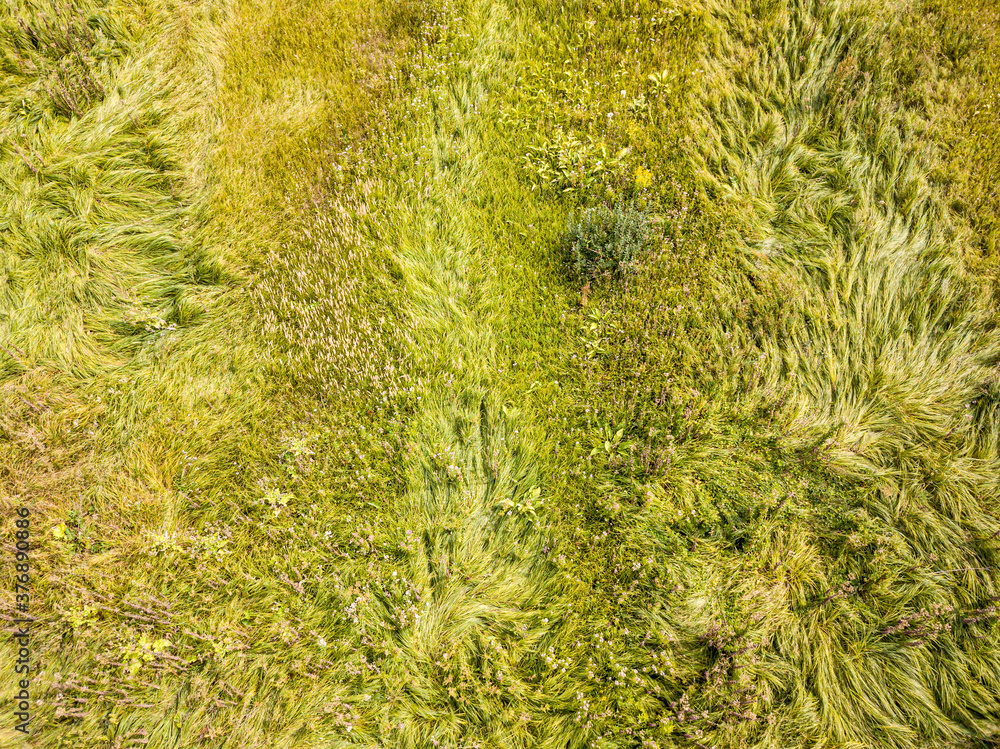 Aerial drone top view. Tall grass in a green meadow.