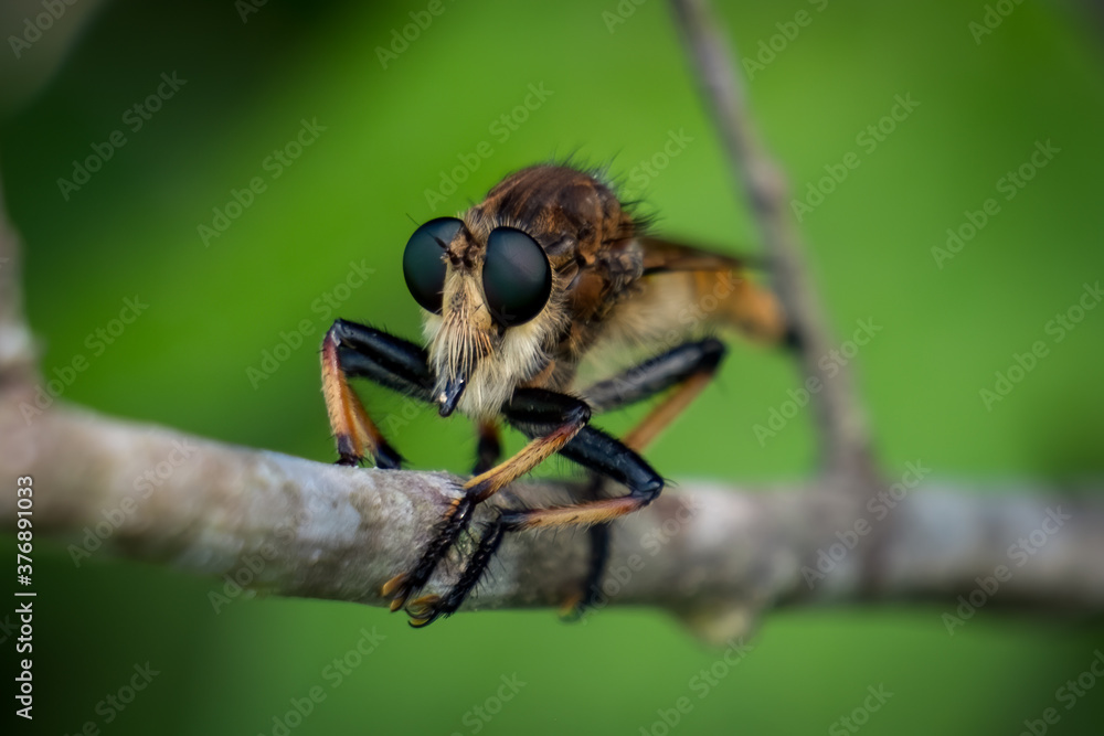 Close up of a Red-footed Cannibalfly (Promachus rufipes) perches on a stick. Raleigh, North Carolina. Close up of a Red-footed Cannibalfly (Promachus rufipes) perches on a stick. Raleigh, North Carolina.