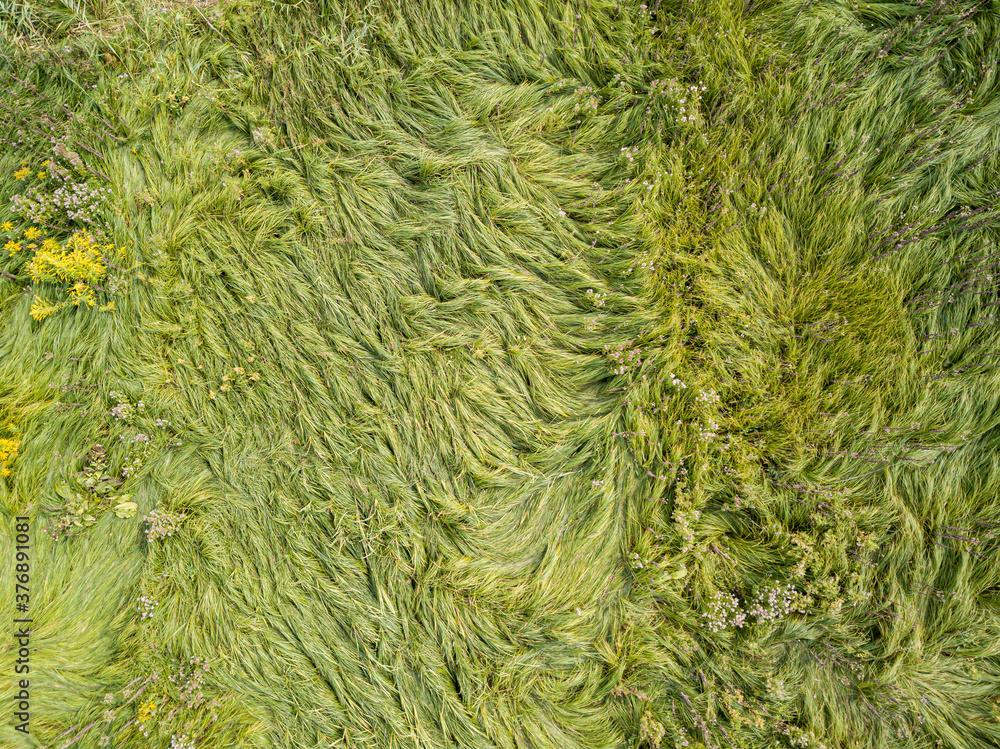 Aerial drone top view. Tall grass in a green meadow. Aerial drone top view. Tall grass in a green meadow.