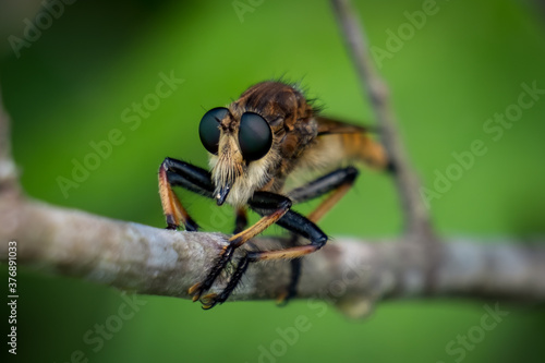Close up of a Red-footed Cannibalfly (Promachus rufipes) perches on a stick. Raleigh, North Carolina.