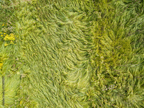 Aerial drone top view. Tall grass in a green meadow.