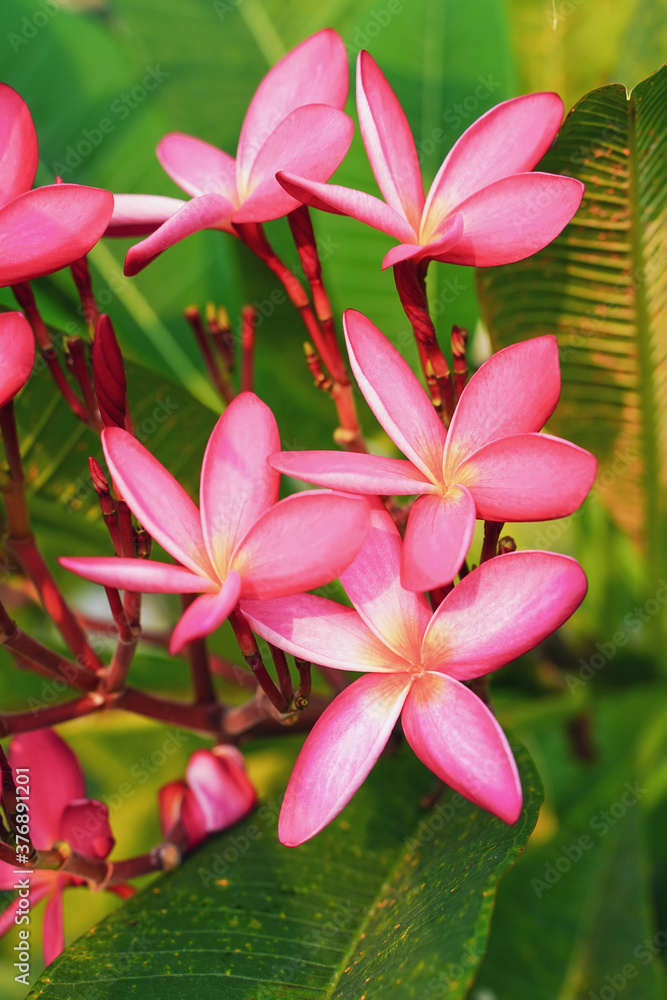 frangipani or plumeria tropical flower in nature