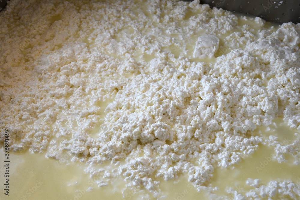 Chopped milk curd to prepare cheese.