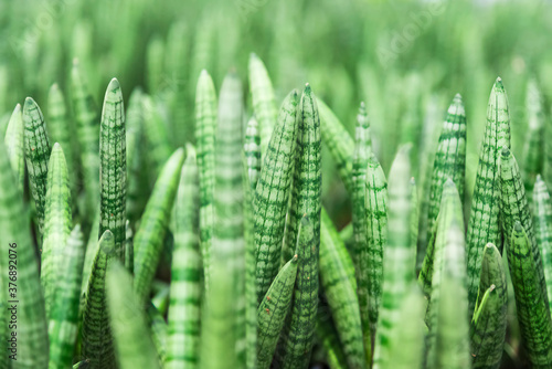 Abstract fresh green Ivory cactus.close up background.