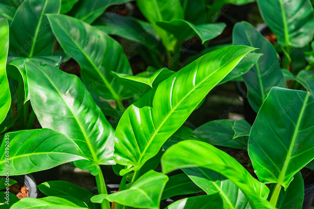 Obraz premium Closeup of tropical and beautiful shiny fresh green leaves in the garden for nature and background