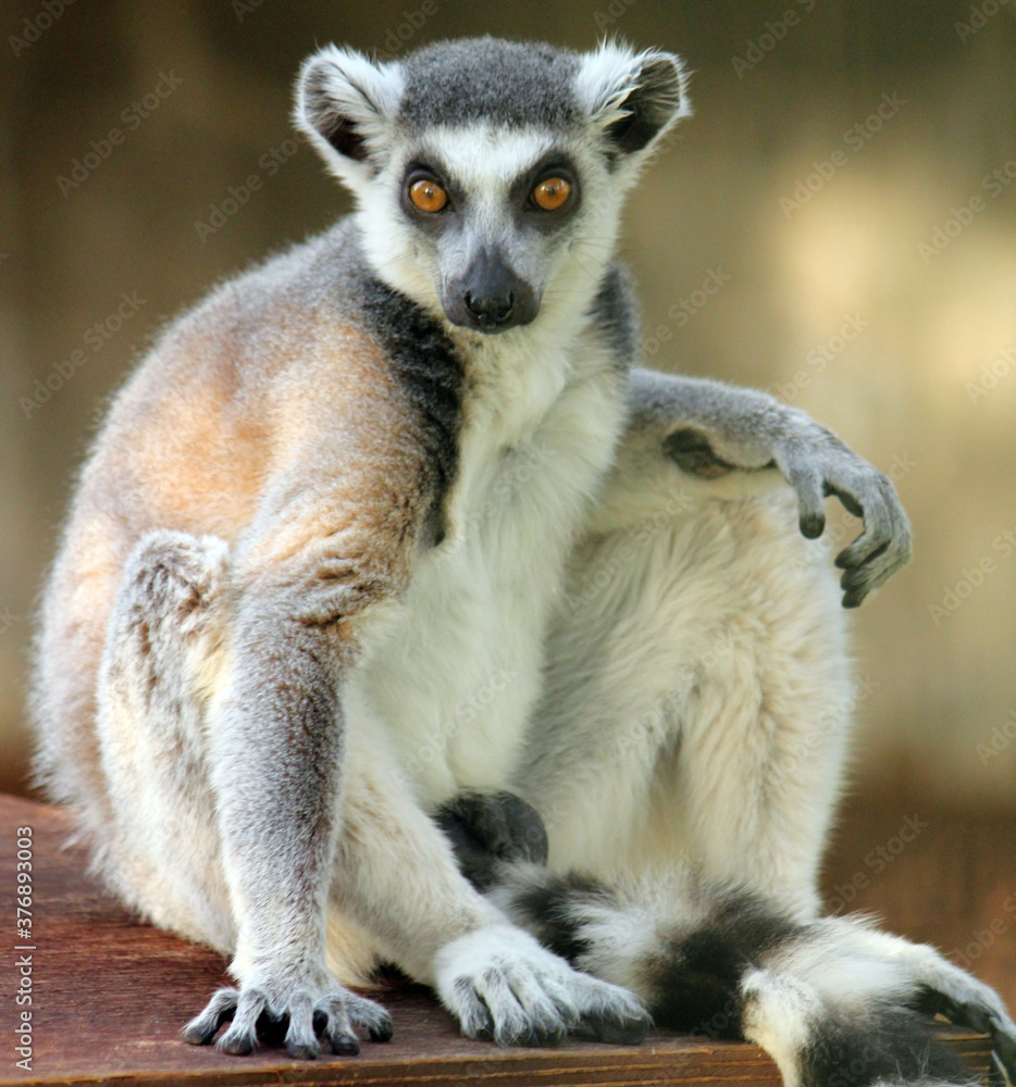 Fototapeta premium Lemur katta