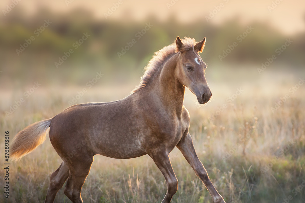 Colt portrait run at sunset light in meadow Colt portrait run at sunset light in meadow