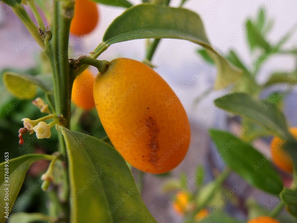 Fruit exotique kumquat sur une branche.