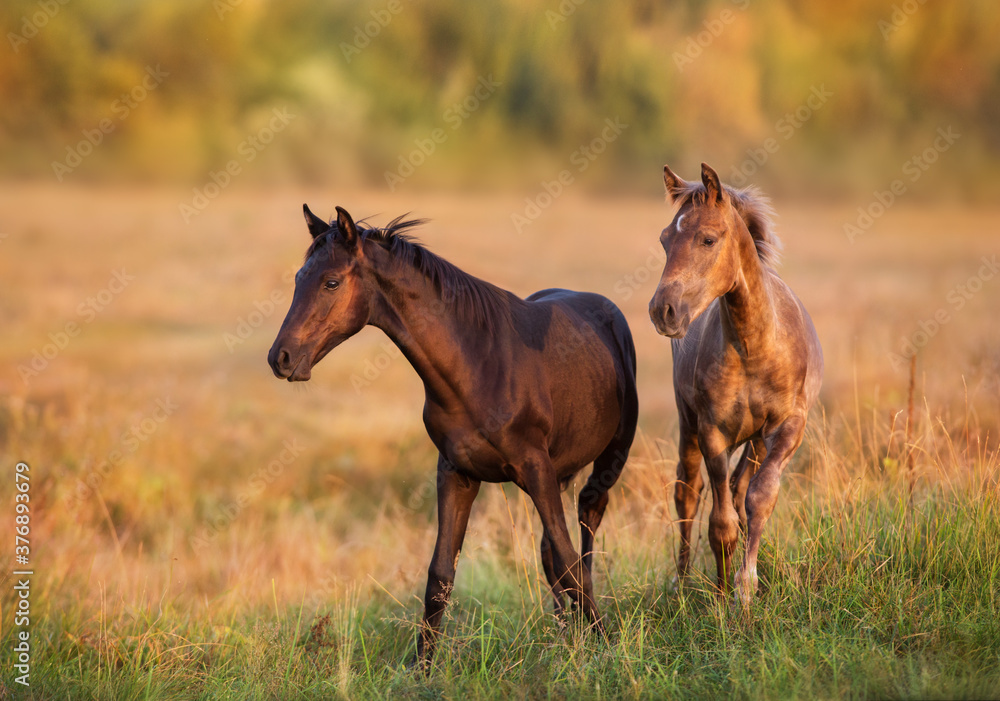 Fototapeta premium Colts portrait run at sunset light in meadow