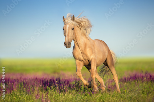 Cremello horse with long mane free run in flowers meadow