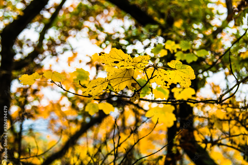 Autumn landscape in the forest of La Fageda de Grevolosa, La Garrotxa Autumn landscape in the forest of La Fageda de Grevolosa, La Garrotxa