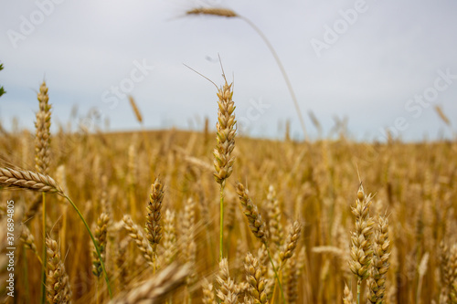 A Panorama background wheat field.  photo