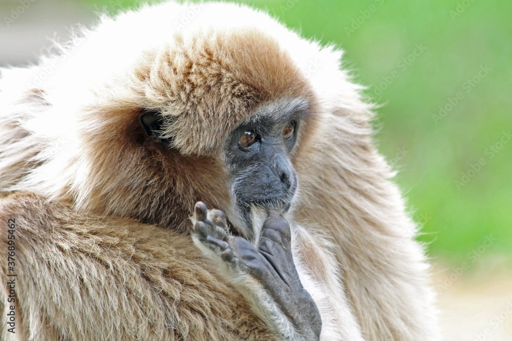 Obraz premium Weisshandgibbon