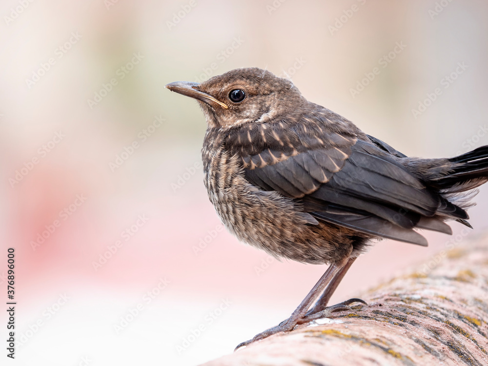Fototapeta premium Retrato de un joven pájaro Mirlo hembra posado sobre un muro 