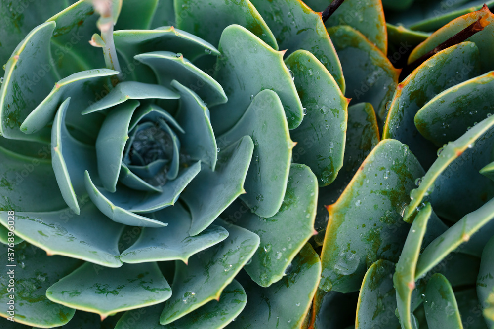 Succulent plants set background. Cactus Background Succulent plants set background. Cactus Background