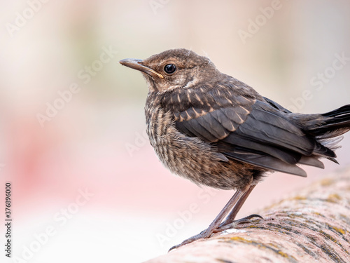 Retrato de un joven pájaro Mirlo hembra posado sobre un muro 