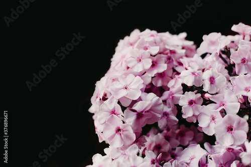 Fototapeta Naklejka Na Ścianę i Meble -  Pink flowers closeup shot on black background.