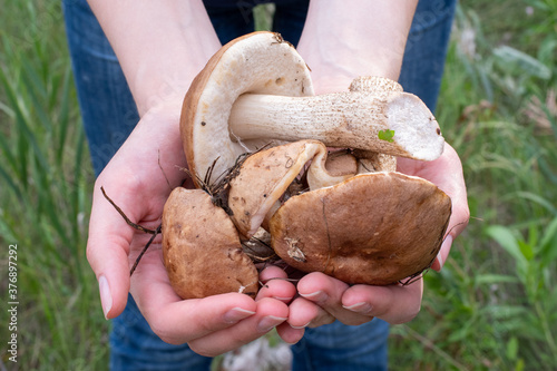 Close-up of female hands are holding mushrooms collected in the forest. Fresh, tasty, boletus. Healthy food concept
