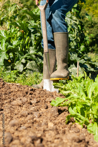 A man digging in a vegetable garden in spring time with some lettuces in the foreground. Portrait format.