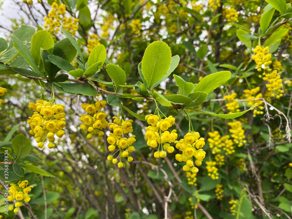beautiful blooming barberry. a branch of yellow barberry flowers. blooming bunches. Ornamental plant beautiful blooming barberry. a branch of yellow barberry flowers. blooming bunches. Ornamental plant