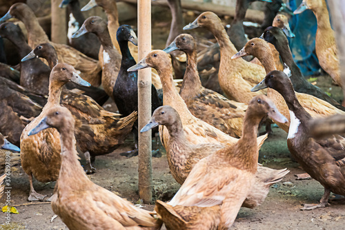 Female Duck Group in a duck farm at the back of the house It is cultured to store duck eggs for sale every day. It is a business of livestock farmers in rural Thailand.