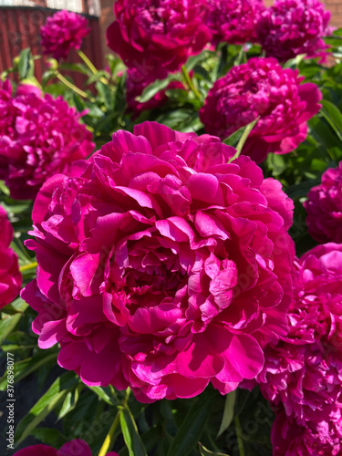 beautiful flowers. peonies. bright red flowers on a background of fresh greenery. Garden flowers