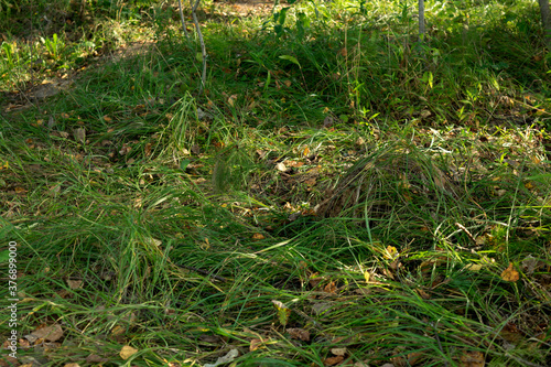 Natural forest background with grass