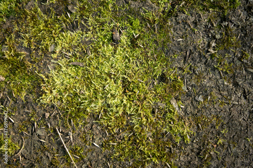 Natural Background Earth with Moss 
