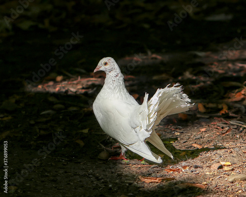 PALOMA BLANCA