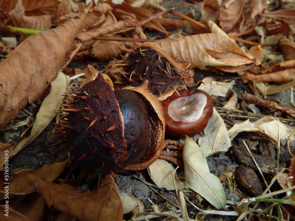 Brown horse chestnuts, conker tree ripened fruits on the ground in the dry leaves at an autumn and sunny day Brown horse chestnuts, conker tree ripened fruits on the ground in the dry leaves at an autumn and sunny day
