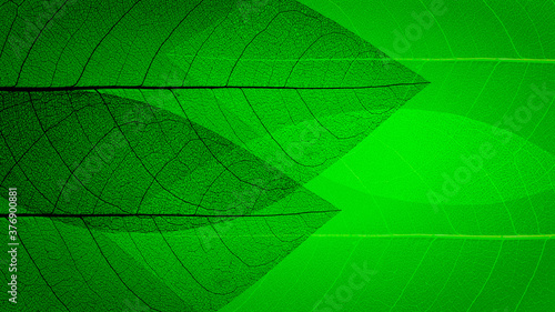 Abstract texture with green leaves. Background 