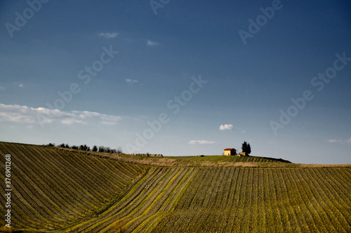 Vineyard with a Hut and Tree and Blue Sky in Tuscany, Italy.