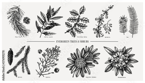 Evergreen and conifers plant collection. Vintage Christmas elements set. Vector botanical illustration with leaves, conifers, branches, flowers, cones. 