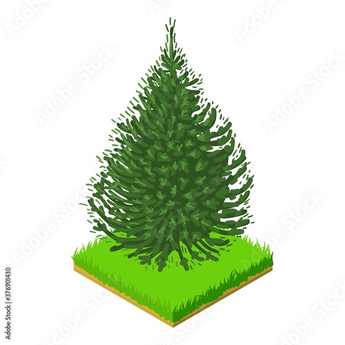 Balsam fir icon. Isometric illustration of balsam fir vector icon for web