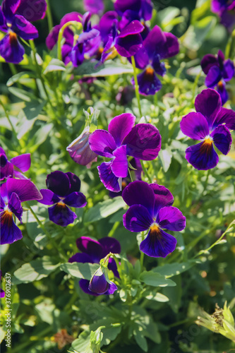 Violet pansy in the garden 
