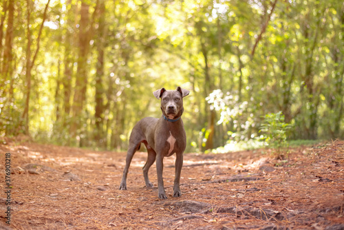 Gray pit mix dog at a wooded park in the woods looking forward 
