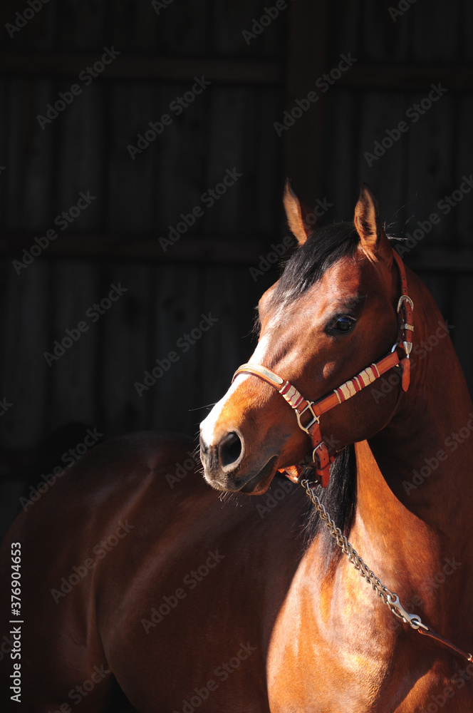 American Quarter Horse Hengst American Quarter Horse Hengst