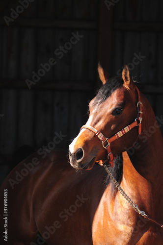 American Quarter Horse Hengst © lichtreflexe