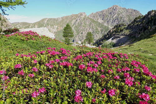 Landscape of Mercantour National Park (Alps, France)