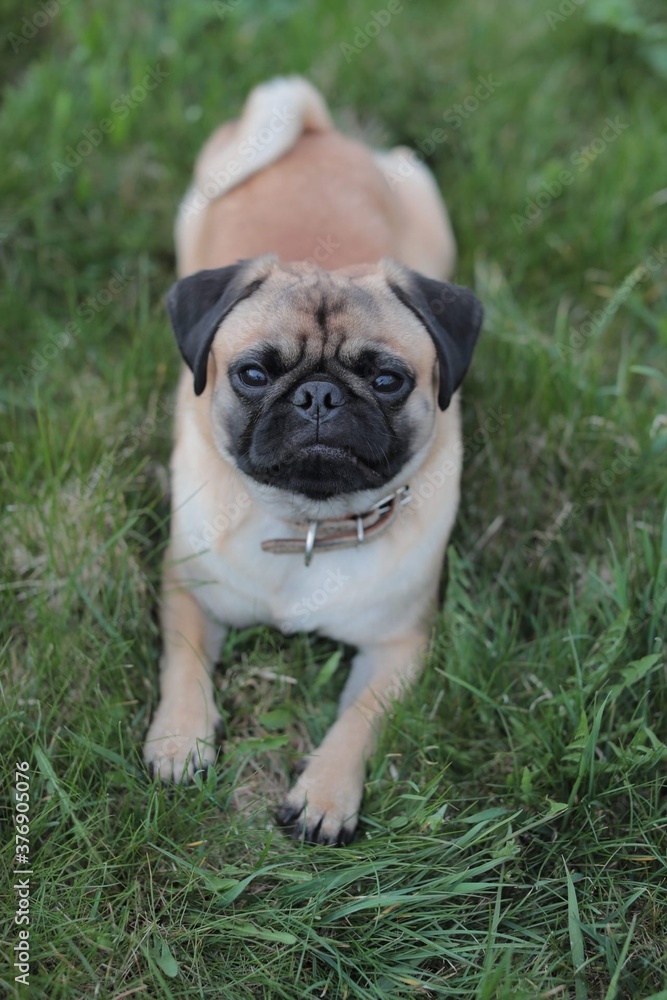 Dog breed pug on the grass
