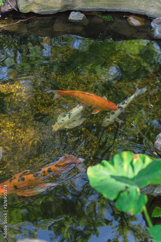 Tropical plant at water garden with colorful koi fishes swimming near Dallas, Texas, USA Tropical plant at water garden with colorful koi fishes swimming near Dallas, Texas, USA