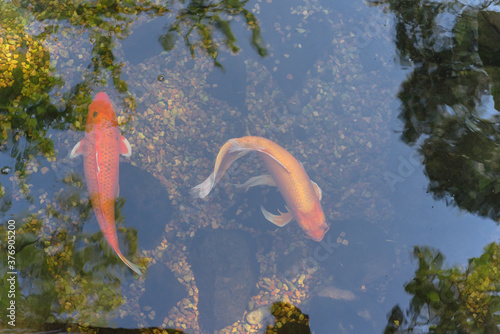 Foto Top view two beautiful koi fishes swimming at clear pond in botanic garden near