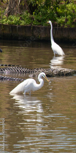 Two Great Egrets, reflected in shallow water, seek food among alligators in Florida, USA
